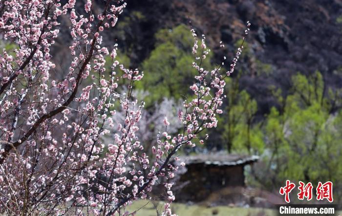 白玉縣河谷間盛開(kāi)的桃花。　白玉融媒 攝