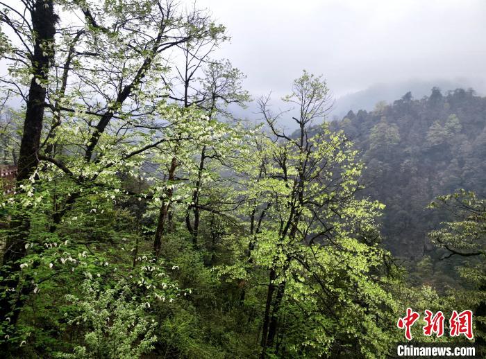 珙桐花朵潔白素雅，與青山雨霧融為一體?！螚?攝