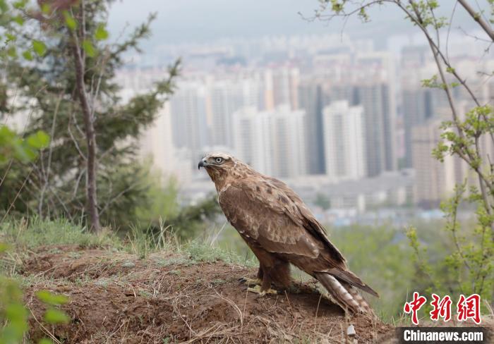 西寧“愛鳥周”被救護(hù)野生動物放歸自然