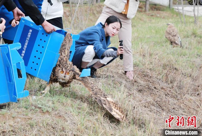 圖為西寧野生動物園救護(hù)的雕鸮在西寧市放歸大自然?！●R銘言 攝