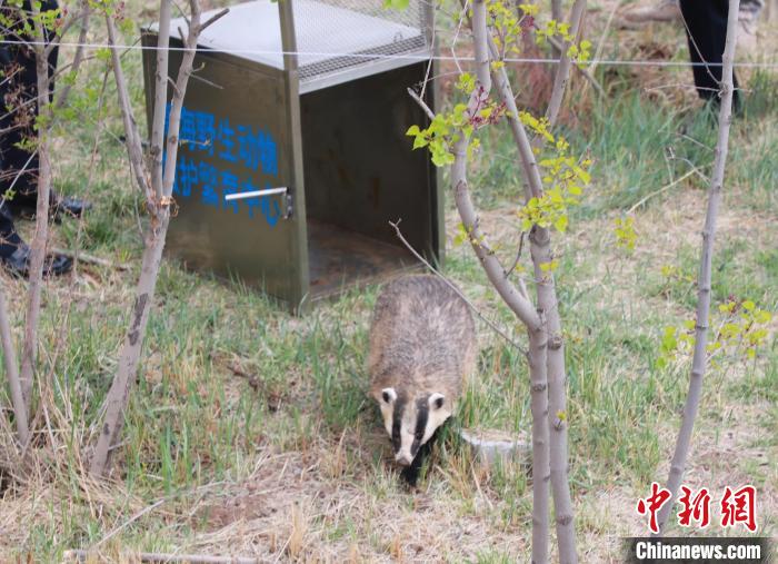 圖為西寧野生動物園救護(hù)的狗獾在西寧市放歸大自然?！●R銘言 攝