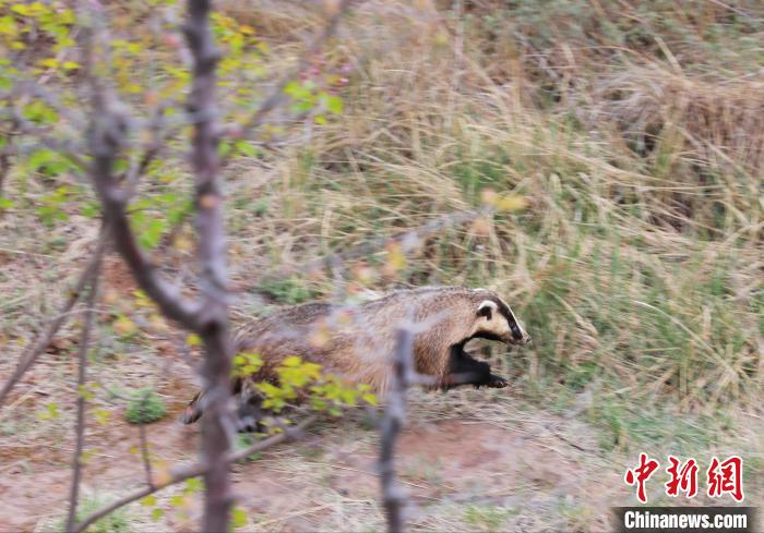 圖為西寧野生動物園救護(hù)的狗獾在西寧市放歸大自然。　馬銘言 攝