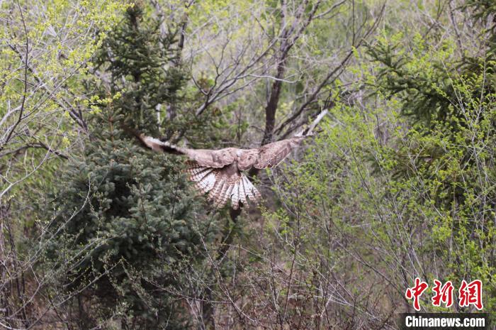 圖為西寧野生動物園救護(hù)的大鵟在西寧市放歸大自然。　馬銘言 攝