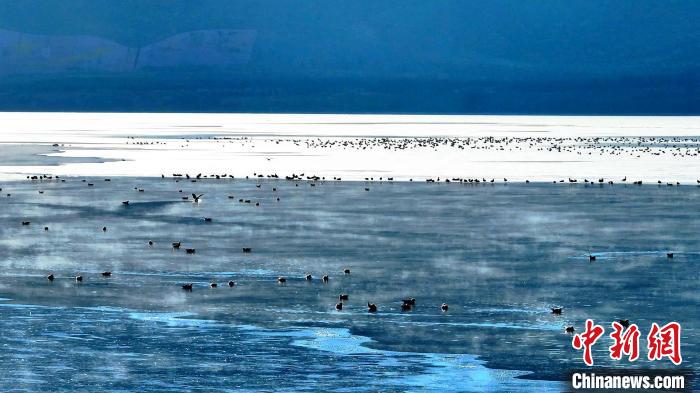 青海海晏成群鳥類東大灘水庫(kù)“泡湯”嬉戲