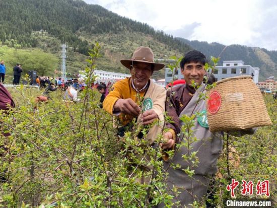 圖為當(dāng)?shù)剞r(nóng)牧民進(jìn)行藏雪茶采摘比賽?！⊥鮿x 攝