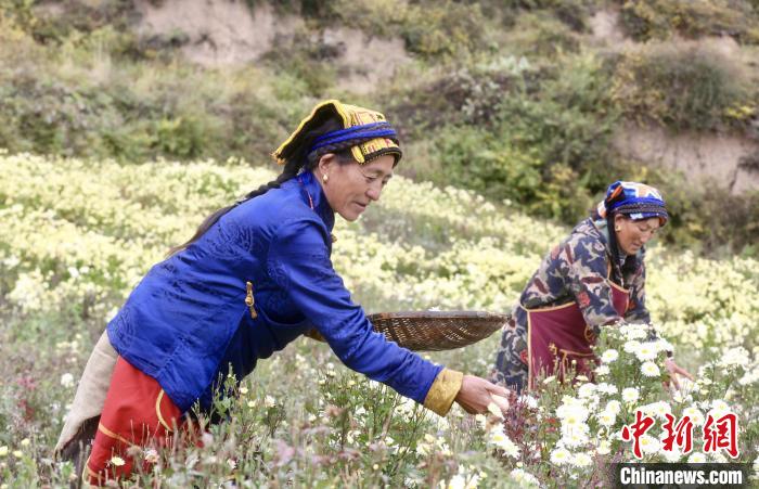 黑水村民在采摘杭白菊。桐鄉(xiāng)市宣傳部提供