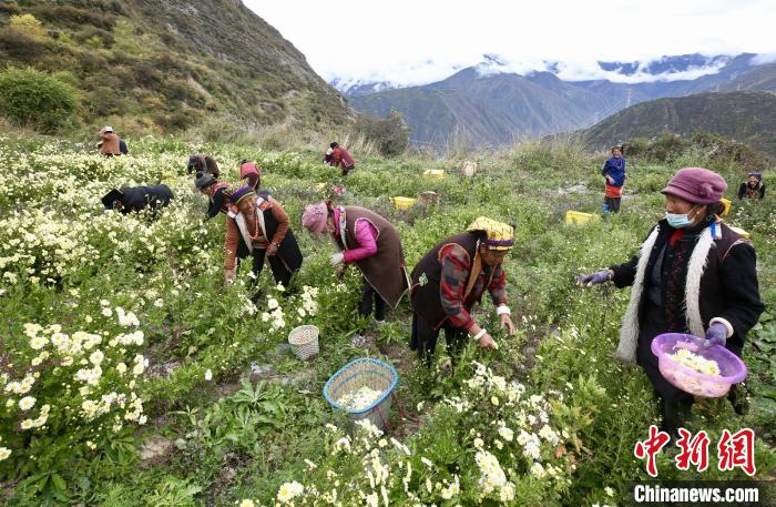 “落戶”黑水的杭白菊。桐鄉(xiāng)市宣傳部提供