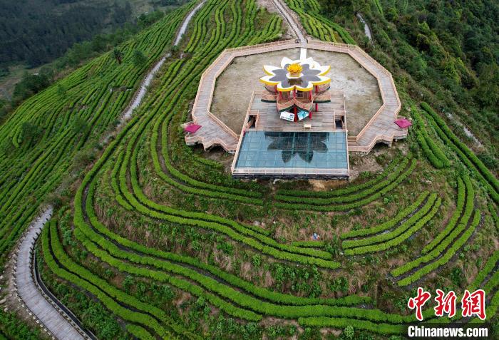 圖為西藏林芝市墨脫縣背崩鄉(xiāng)格林村山頂?shù)木坝^茶園。(無人機(jī)照片) 李林 攝