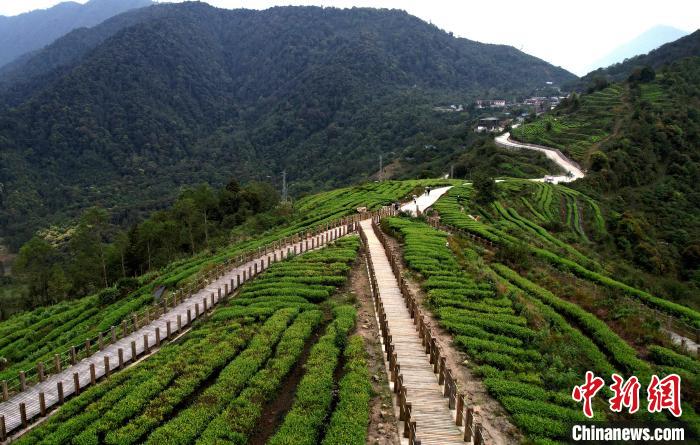 圖為西藏林芝市墨脫縣背崩鄉(xiāng)格林村山頂?shù)木坝^茶園。(無人機(jī)照片) 李林 攝