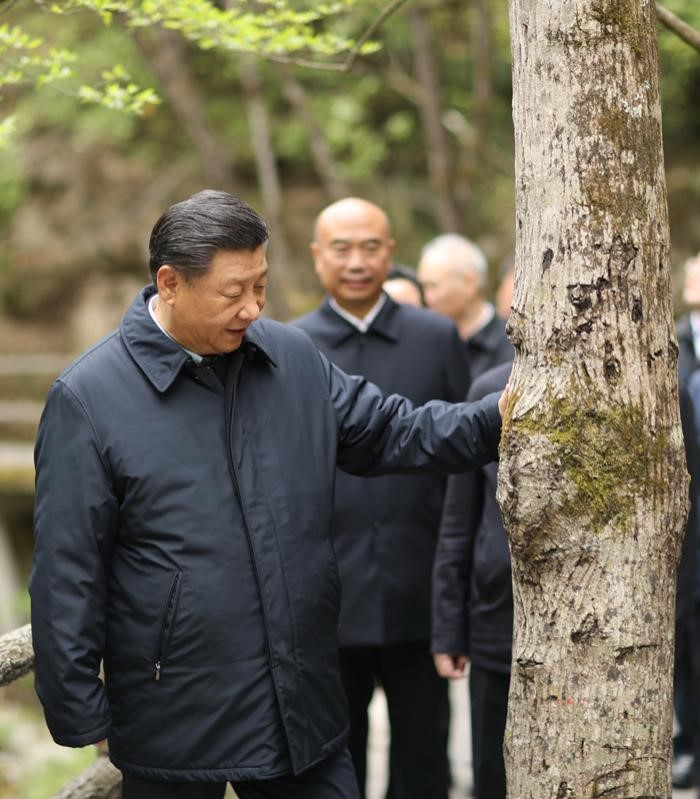 2020年4月20日，中共中央總書(shū)記、國(guó)家主席、中央軍委主席習(xí)近平在陜西考察調(diào)研。這是習(xí)近平在位于商洛市柞水縣的秦嶺牛背梁國(guó)家級(jí)自然保護(hù)區(qū)，考察秦嶺生態(tài)保護(hù)情況。 新華社記者 鞠鵬 攝