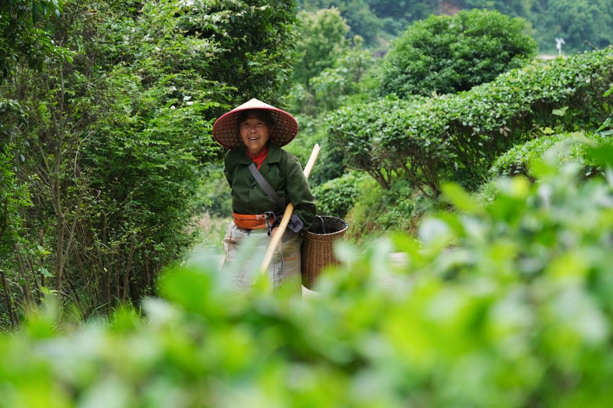 2024年4月24日，湖南省衡陽市耒陽市龍?zhí)伶?zhèn)江頭貢茶葉種植專業(yè)合作社，村民在茶山采摘茶葉，實(shí)現(xiàn)了家門口就業(yè)。