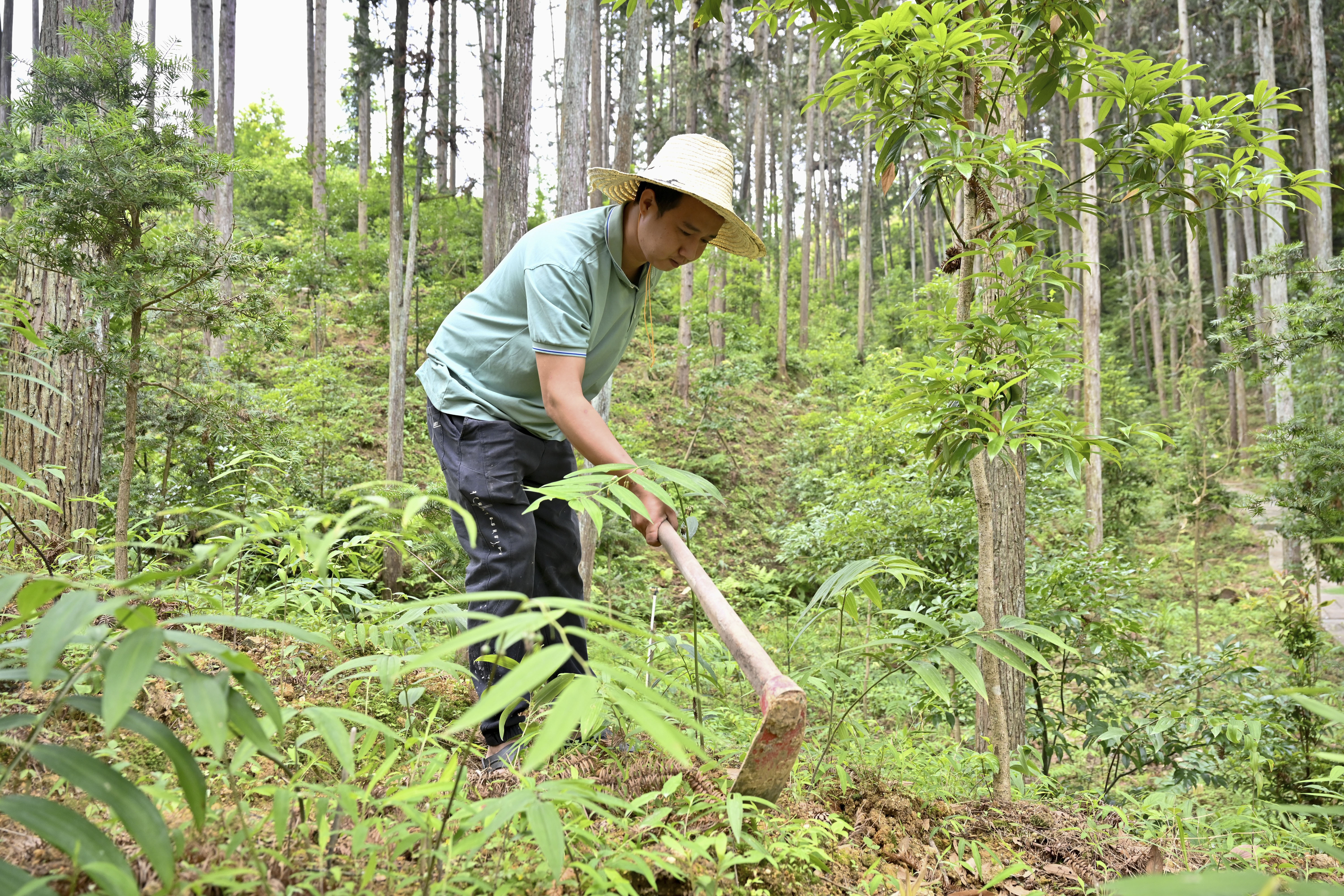 2024年5月9日，福建省三明市馬巖林下經(jīng)濟(jì)種植示范基地工人在管理林下種植的多花黃精。