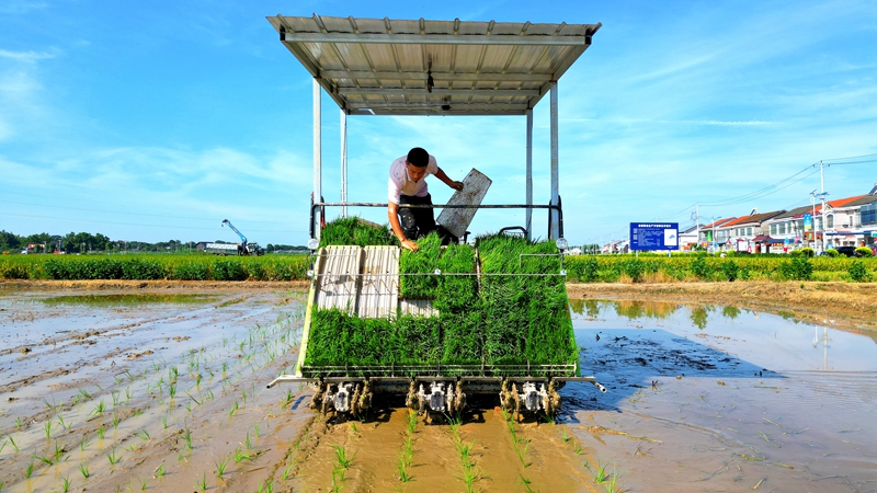 戴宏在無人駕駛的插秧機(jī)上作業(yè)。常德日?qǐng)?bào)社 王明睿 攝