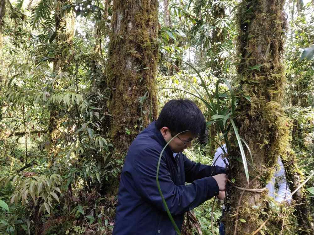 蘭花歸野。圖片由山水自然保護(hù)中心提供