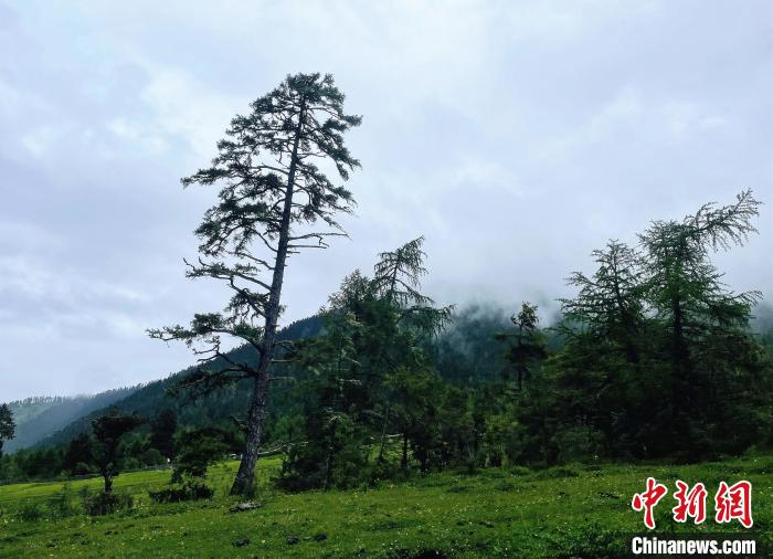 6月10日，魯朗小鎮(zhèn)高山牧場(chǎng)景區(qū)風(fēng)光?！∪轿木?攝