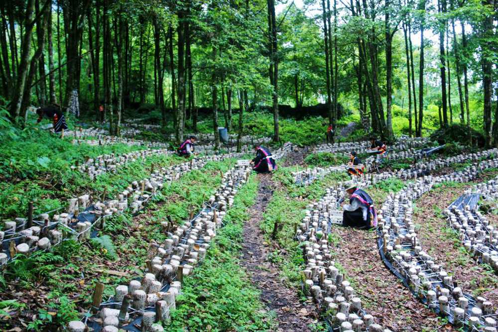 木耳種植基地。次仁央宗攝