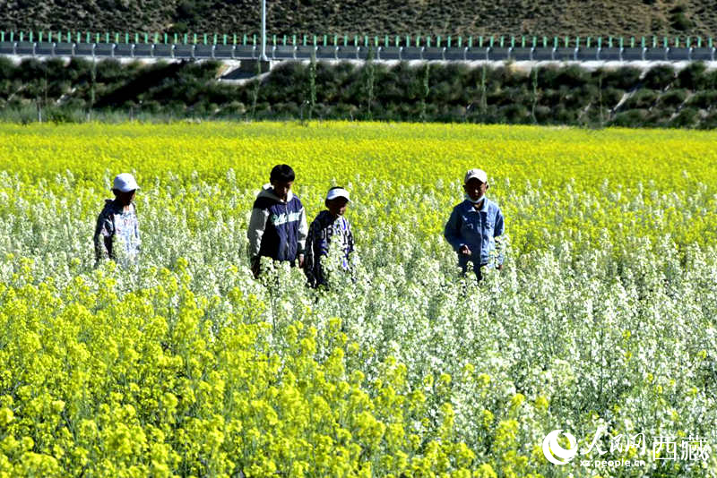 小孩在油菜花田嬉戲。人民網(wǎng) 李海霞攝