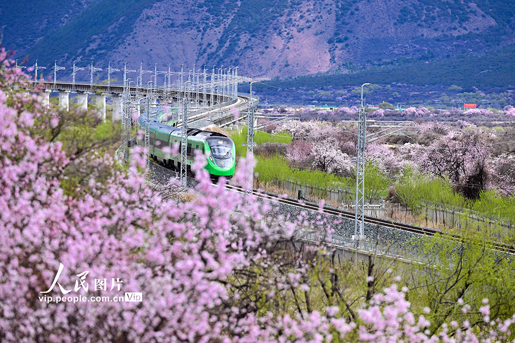 西藏林芝：雪域高原列車穿越花?！?】