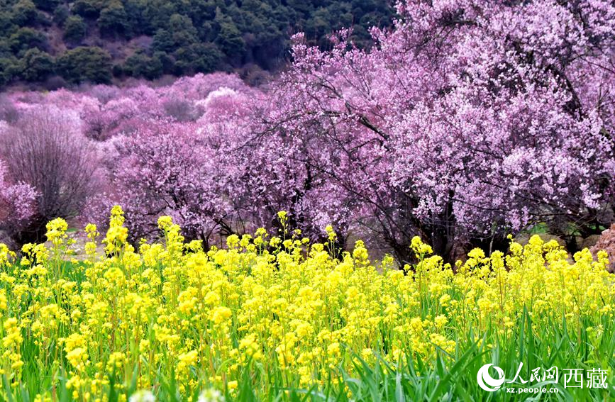 桃花與油菜花勾勒出別樣風(fēng)景。 人民網(wǎng) 李海霞攝