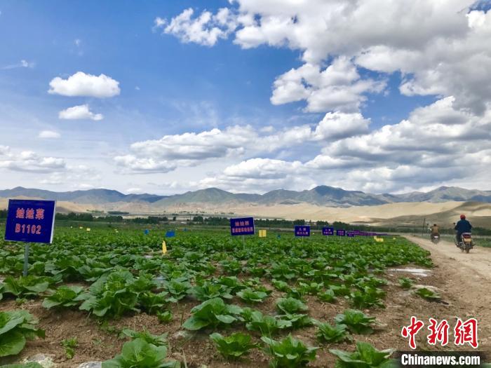 甘肅天祝“蔬菜終結(jié)地”科技育菜暢外銷：農(nóng)戶駕車下地