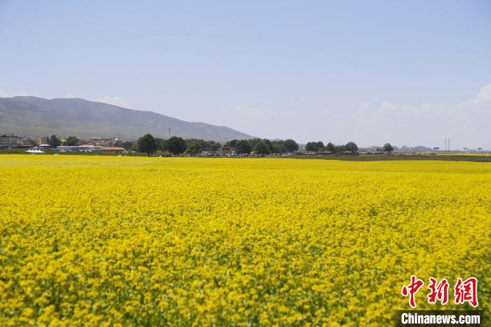 圖為青海湖畔油菜花海?！●R銘言 攝