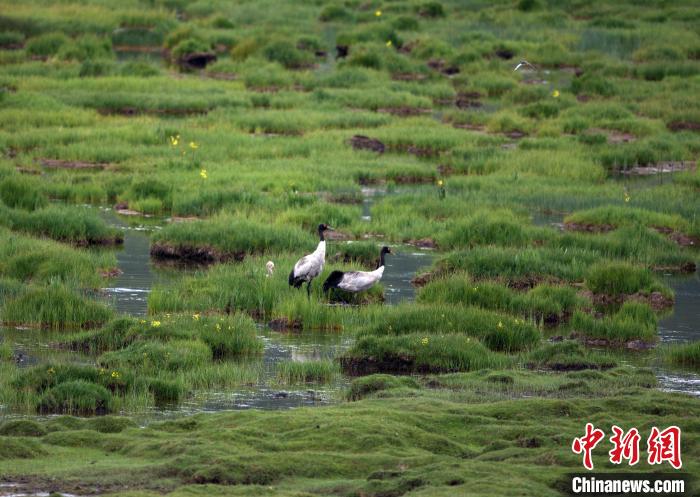 祁連山國(guó)家公園青海片區(qū)首次黑頸鶴衛(wèi)星跟蹤和環(huán)志工作完成