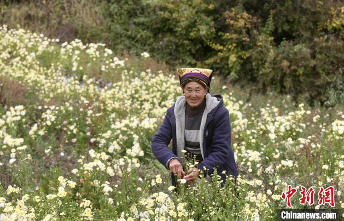 一朵杭白菊的扶貧路：跨越兩千公里開出高山“致富花”