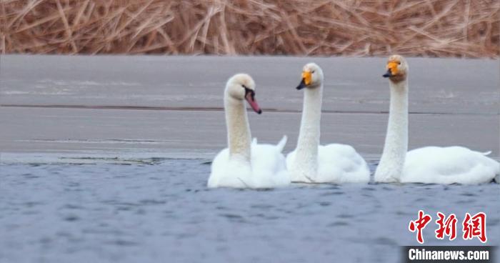 圖為疣鼻天鵝與大天鵝?！∏嗪?guó)家公園觀鳥協(xié)會(huì)供圖 攝