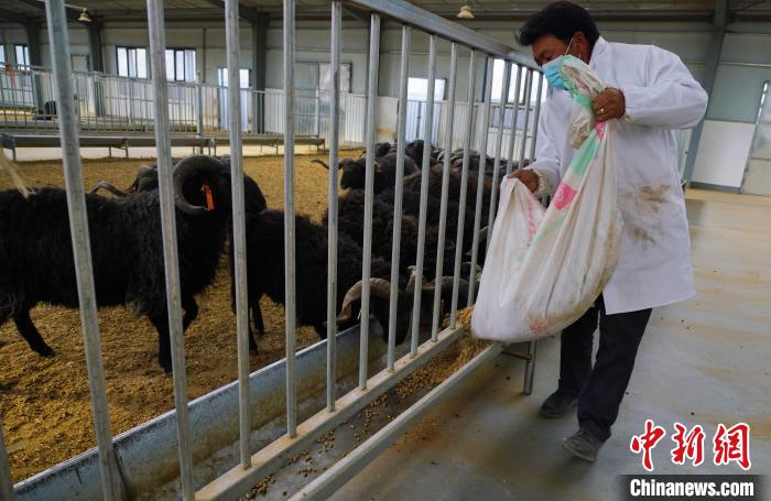 圖為飼養(yǎng)員給黑藏羊喂食。　馬銘言 攝