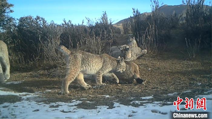 圖為紅外相機拍攝到的猞猁?！∑钸B山國家公園青海省管理局供圖