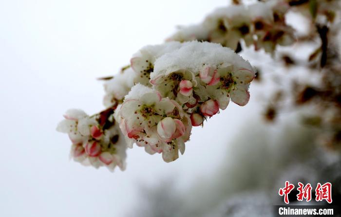 花兒被冰雪覆蓋。　李永安 　攝