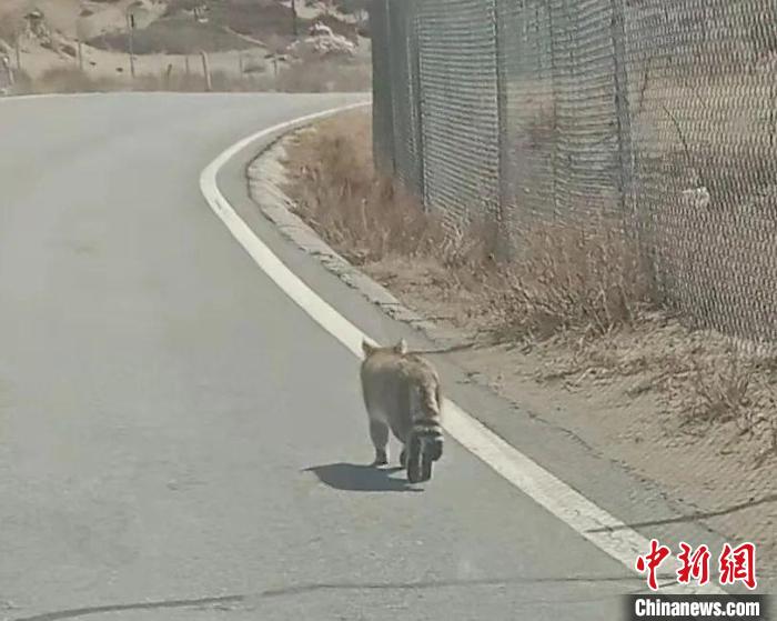 青海湖湖東地區(qū)首次發(fā)現荒漠貓