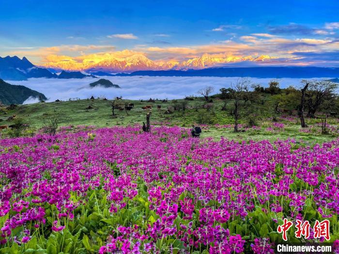 春天的牛背山花海?！∮稳仄?攝