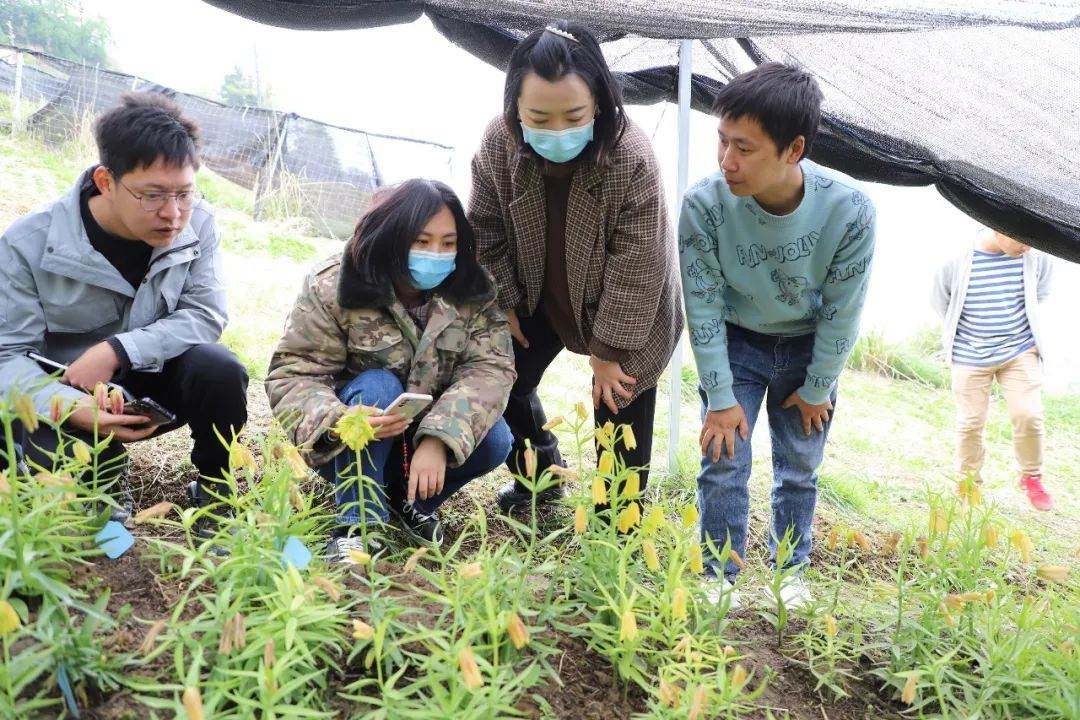 彭州對口支援工作組隊(duì)項(xiàng)目組查看瓦布貝母種植情況。彭州市宣傳部供圖