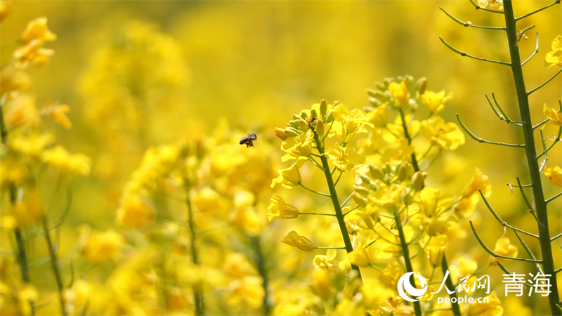 油菜花。人民網(wǎng) 張皓芃攝