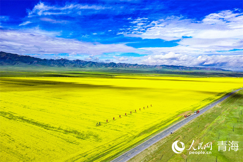 萬(wàn)畝有機(jī)油菜種植基地。人民網(wǎng) 張皓芃攝