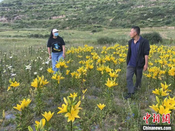 村民采摘百合花?！∪捞量h委宣傳部供圖