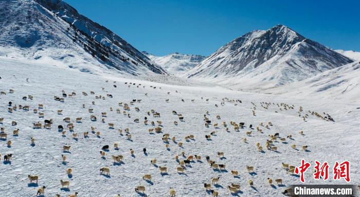 圖為羊群在雪地里覓食?！《继m縣融媒體中心供圖