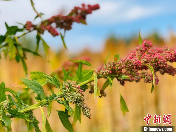 柴達(dá)木盆地綠色有機(jī)企業(yè)和產(chǎn)品認(rèn)證數(shù)位居青海省首位