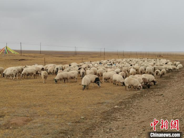 圖為瑪多藏羊?！‖敹嗫h委宣傳部 供圖