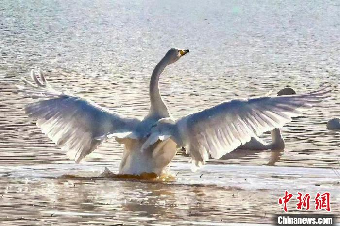 圖為一只大天鵝在水中沐浴?！?yán)桉 攝