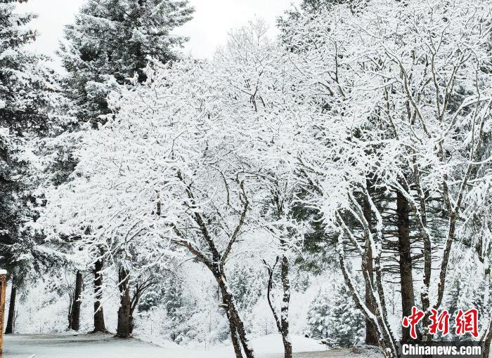 大熊貓國(guó)家公園王朗片區(qū)春雪如畫，宛若仙境。　羅春平 攝