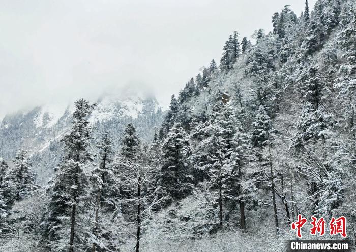 大熊貓國(guó)家公園王朗片區(qū)春雪如畫，宛若仙境?！×_春平 攝