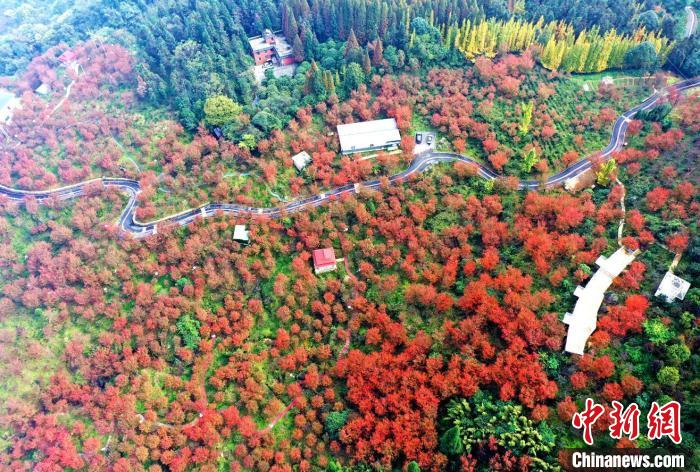 四川汶川：滿山櫻花樹紅葉惹人醉