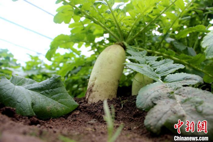 圖為亞東邊檢站“警營菜園”喜獲豐收的白蘿卜?！⊥鯑|東 攝