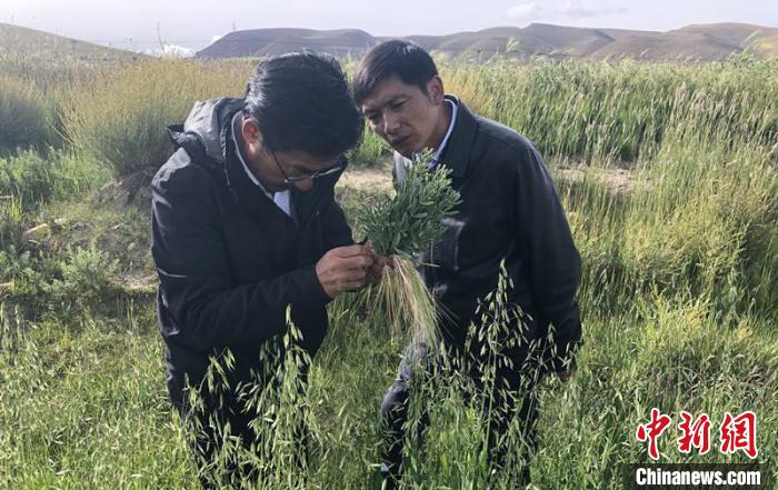 圖為尼瑪扎西(左)在青稞種植地調(diào)研(資料圖)。西藏農(nóng)科院 供圖