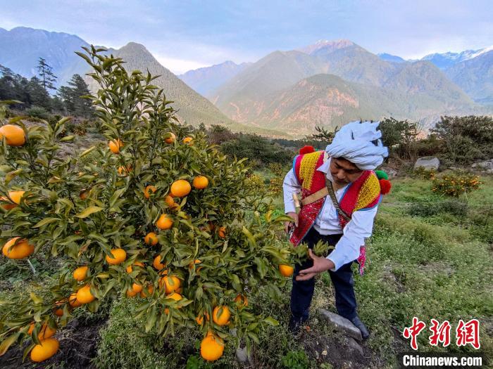 林芝下察隅鎮(zhèn)京都村101畝耙耙柑豐收?！〗w波 攝