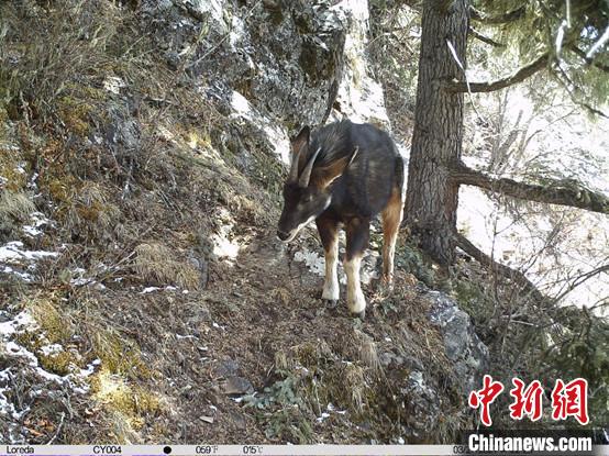 圖為相同位點(diǎn)記錄到的國家二級重點(diǎn)保護(hù)野生動(dòng)物—中華鬣羚。　中國科學(xué)院昆明動(dòng)物研究所提供