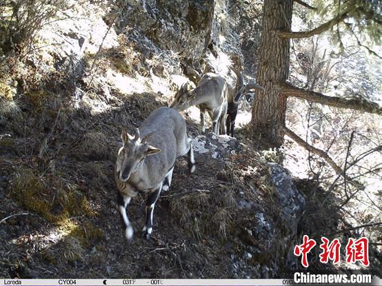 圖為相同位點(diǎn)記錄到的雪豹主要獵物—巖羊?！≈袊茖W(xué)院昆明動(dòng)物研究所提供