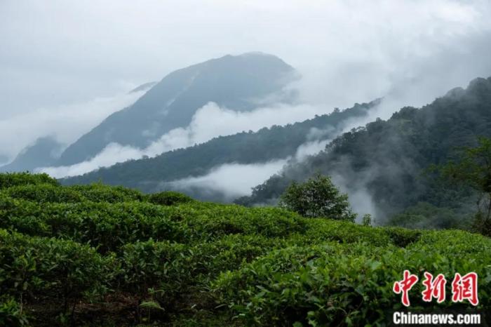 墨脫縣背崩鄉(xiāng)的高山茶場。